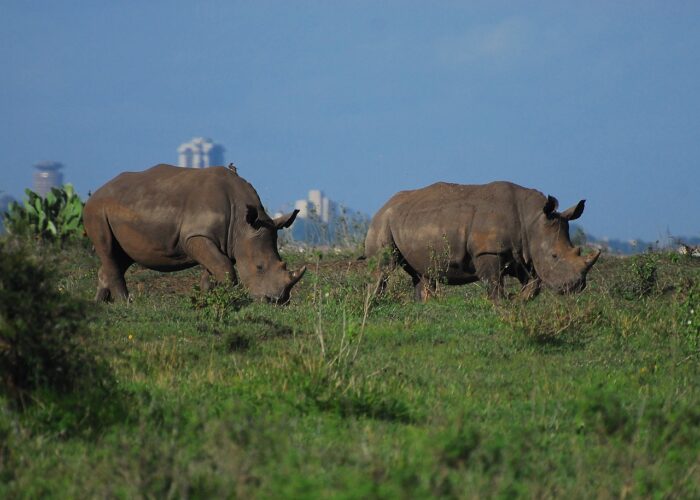 Nairobi National Park Adventure On A Gamedrive