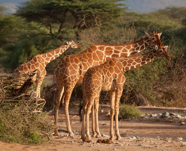 samburu-special-five-reticulated-giraffe-image-kerdowney-1