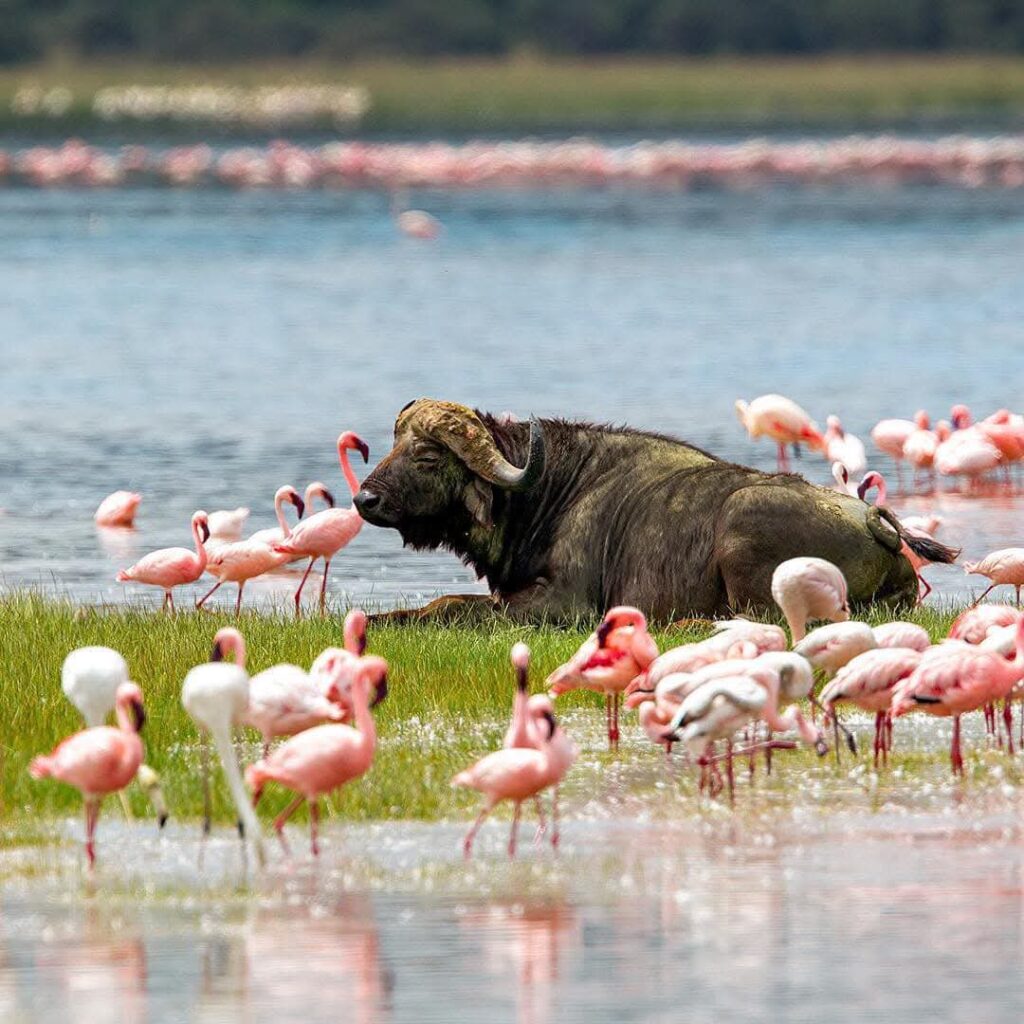 lk nakuru
