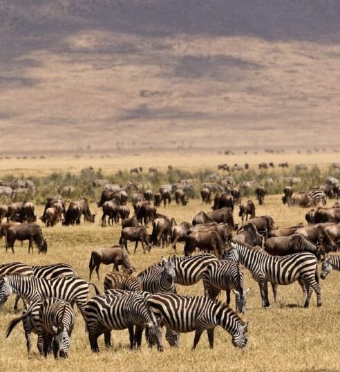 a herd of zebra grazing on a dry grass field