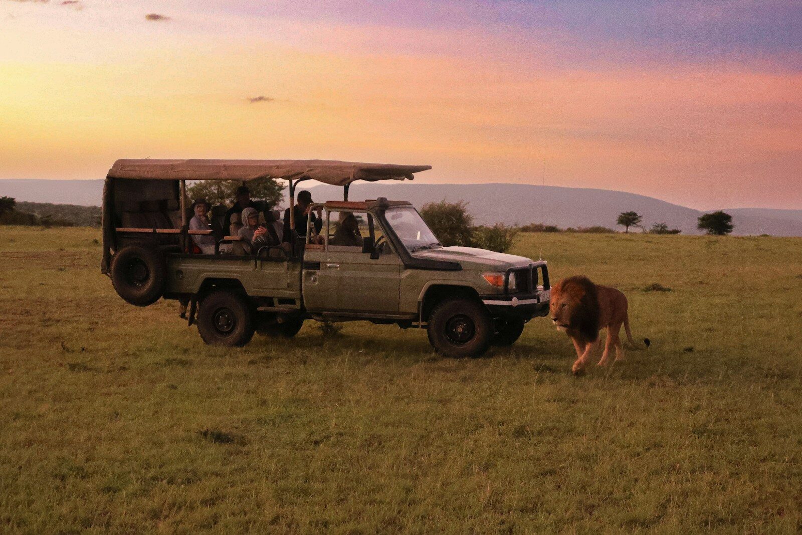 a safari vehicle with passengers and a lion