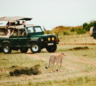 leopard walking through green vehicles